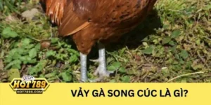 Đầy đủ thông tin về vảy gà song cúc