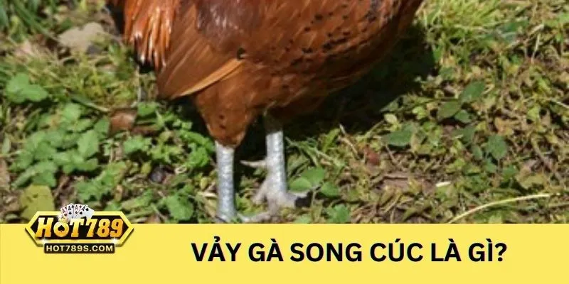 Đầy đủ thông tin về vảy gà song cúc
