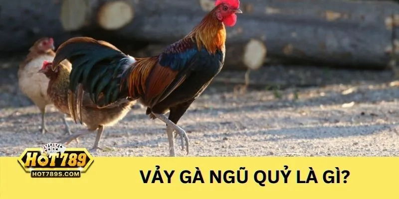 Giới thiệu về vảy gà ngũ quỷ