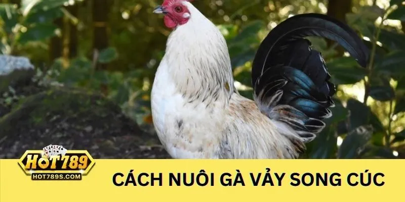 Kinh nghiệm nuôi chiến kê có vảy gà song cúc