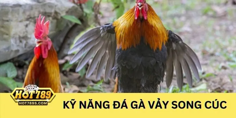 Kỹ năng đá của gà sở hữu vảy gà song cúc