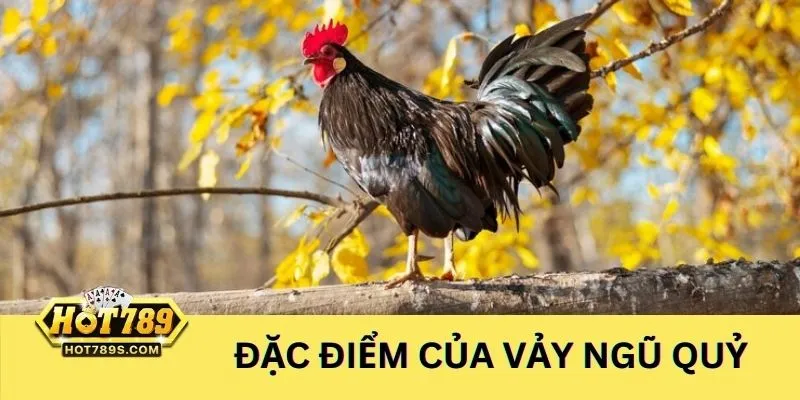 Những điểm nổi bật từ vảy gà ngũ quỷ