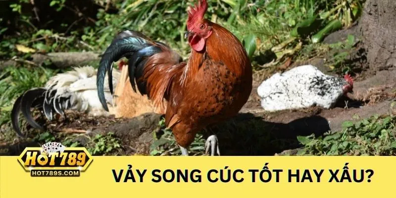 Tìm hiểu vay ga song cuc tot hay xau