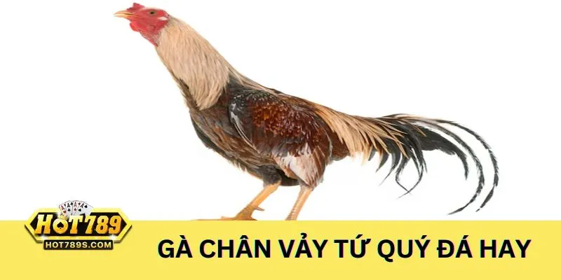 Vảy gà tam tài tứ quý - Chân gà vảy tứ quý