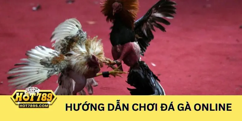 Cách tham gia chơi cá độ đấu gà online