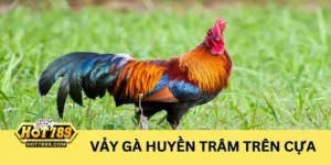Khám phá vảy gà huyền trâm trên cựa