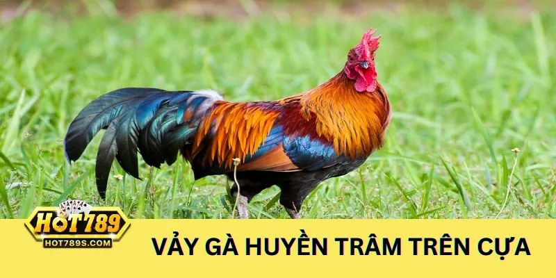Khám phá vảy gà huyền trâm trên cựa