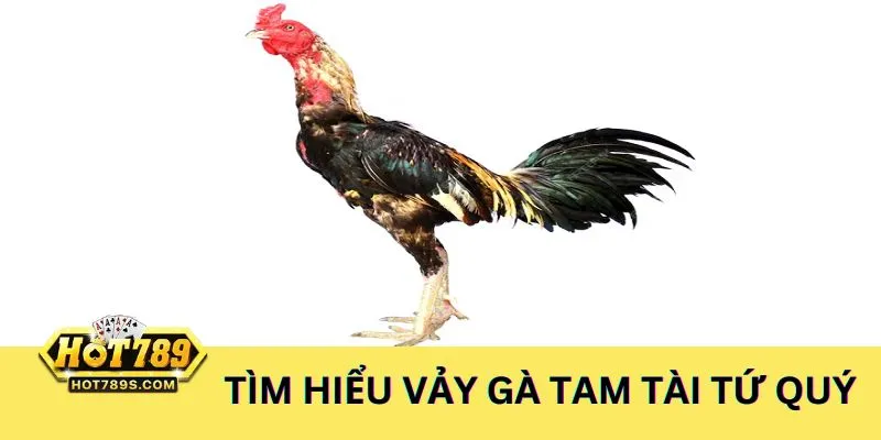 Khám phá về vảy gà tam tài tứ quý giúp chọn chiến kê xuất chúng