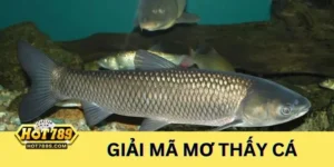 Tìm hiểu ý nghĩa của giấc mộng thấy cá