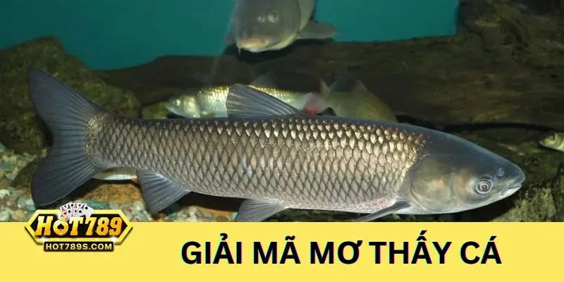 Tìm hiểu ý nghĩa của giấc mộng thấy cá