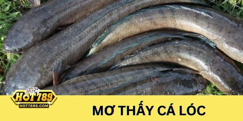Mơ thấy cá lóc là điềm may mắn - Nên đánh số 45 và 49