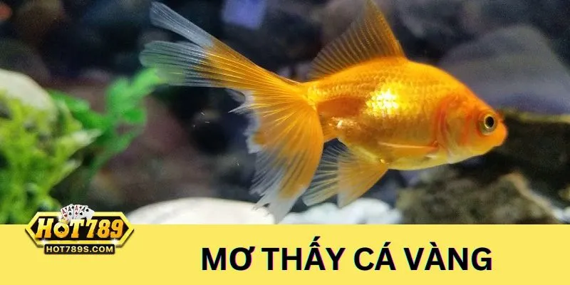 Giấc mộng thấy cá vàng thể hiện cho tài lộc - Nên đánh số: 07, 20, 29, 70, 88, 89, 98