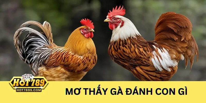 Ngủ mơ thấy gà đánh con gì dễ thắng trong lô đề
