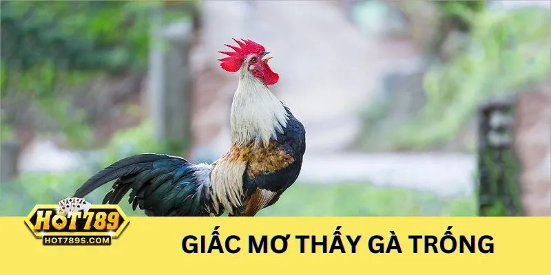 Giấc mơ thấy gà trống nên đánh số đề các số 55, 57, 59