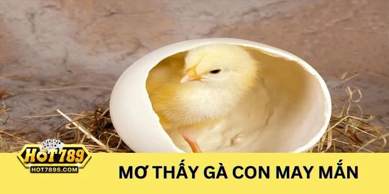 Mơ thấy gà con là điềm báo cho may mắn và phát triển tài lộc