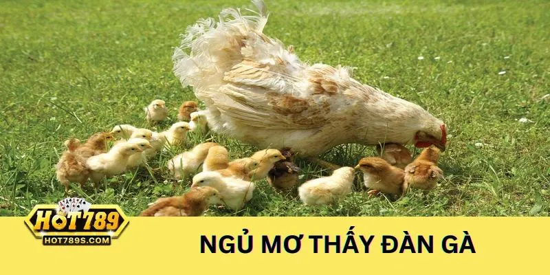 Ngủ mơ thấy đàn gà là điềm báo tốt đẹp nên đánh lô đề số 18, 28, 38