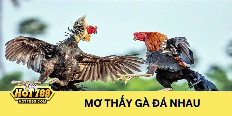 Ngủ mơ thấy gà đá nhau nên đánh các số 13 và 31