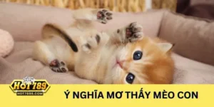 Tìm hiểu ý nghĩa và mơ thấy mèo con đánh con gì