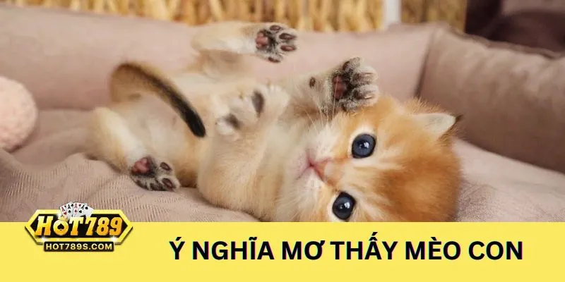 Tìm hiểu ý nghĩa và mơ thấy mèo con đánh con gì