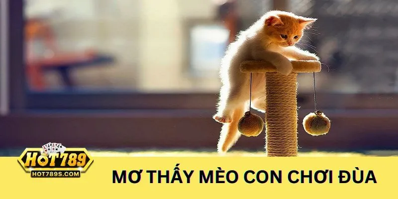 Nằm mơ thấy mèo con đang chơi đùa nên đánh số 08 và 80