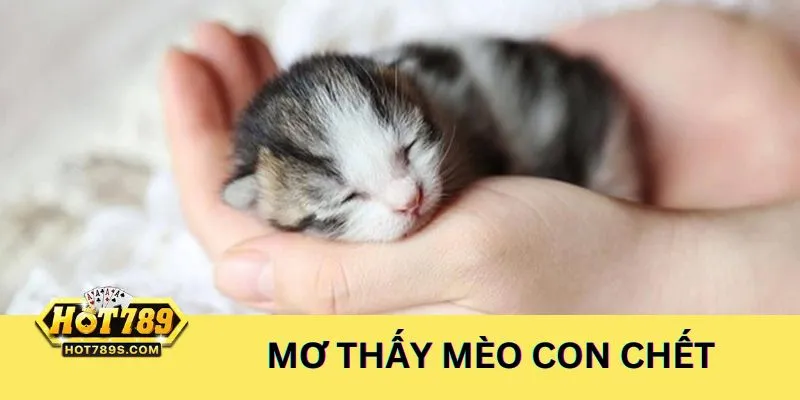 Ngủ mộng thấy mèo con chết nên đánh đề số 31, 63