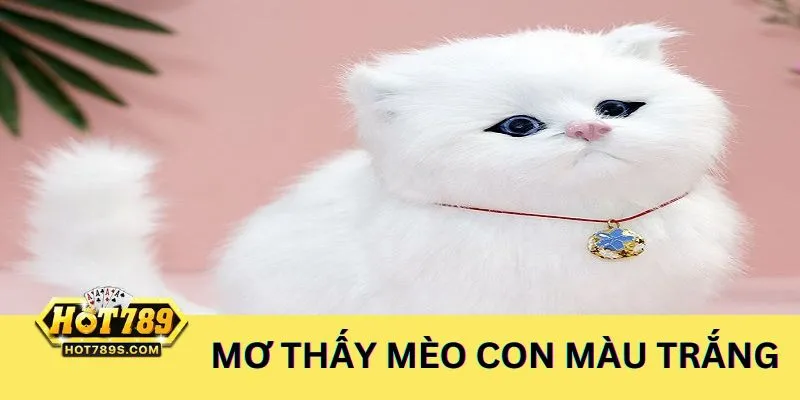 Mộng thấy mèo con màu trắng là điềm may nên đánh số 23-32