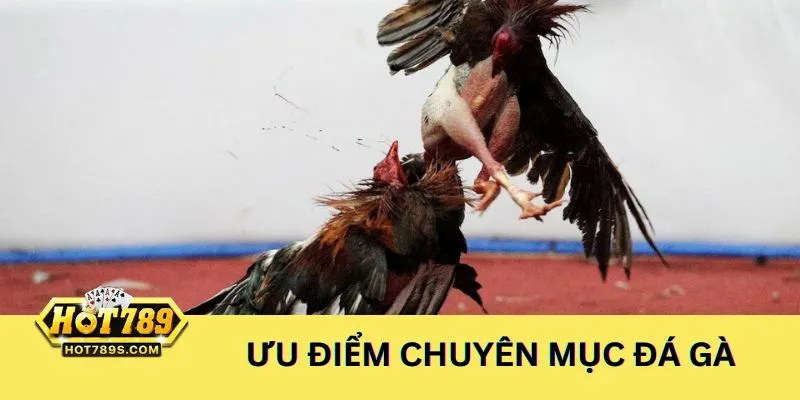 Tận hưởng nhiều ưu điểm khi tham gia chuyên mục Đá Gà online