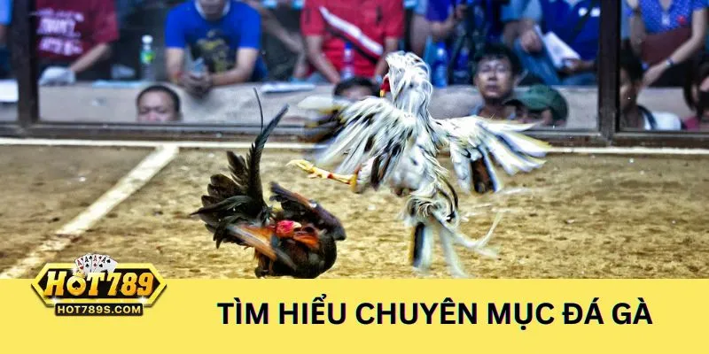 Tìm hiểu chuyên mục Đá Gà