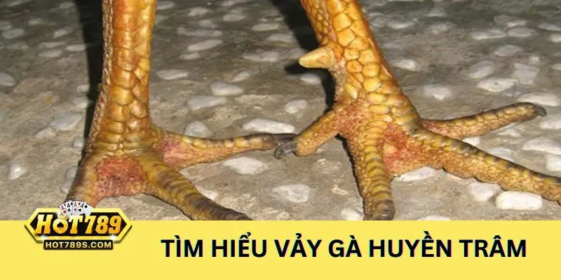 Tìm hiểu về vảy gà huyền trâm