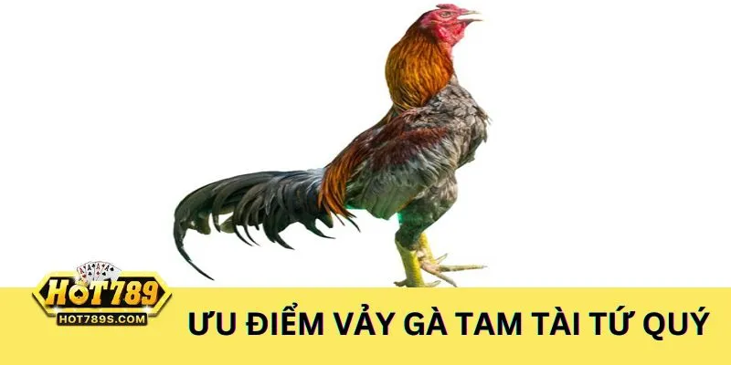 Vảy gà tam tài tứ quý có ưu và nhược điểm nhất định