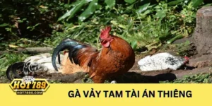 Vảy gà tam tài tứ quý - Vảy gà tam tài Án Thiên 