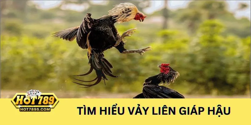 Cách xem vảy gà liên giáp hậu đá hay hiệu quả