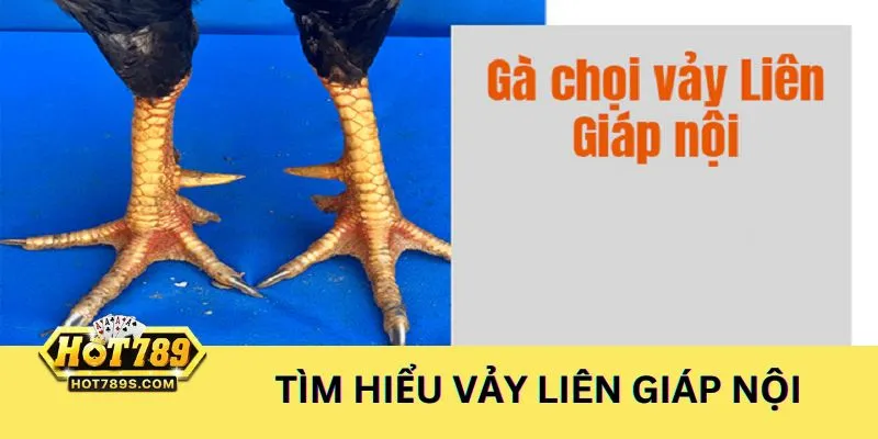Gà có vảy chân liên giáp nội gồm cả loại tốt và không tốt