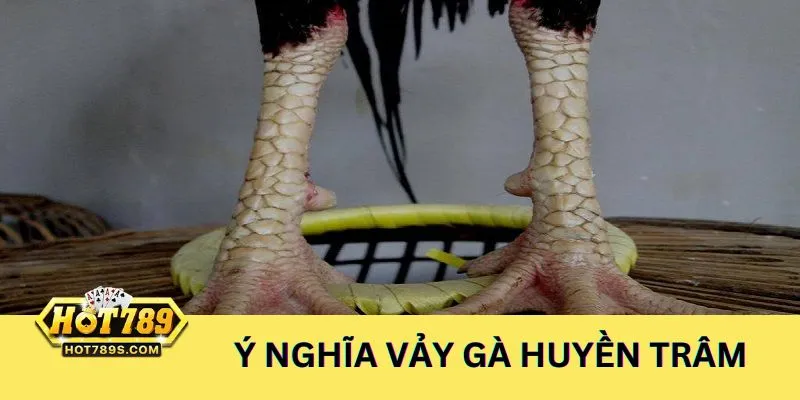 Ý nghĩa của vảy gà huyền trâm trong cá cược đá gà